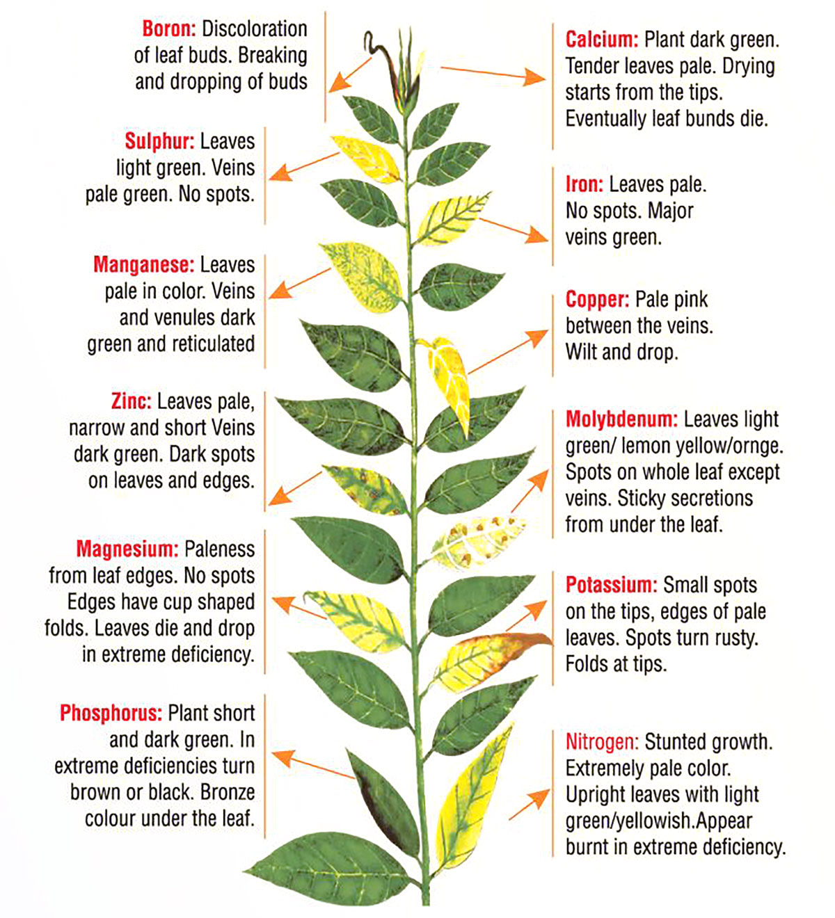 producten-plantcoaching